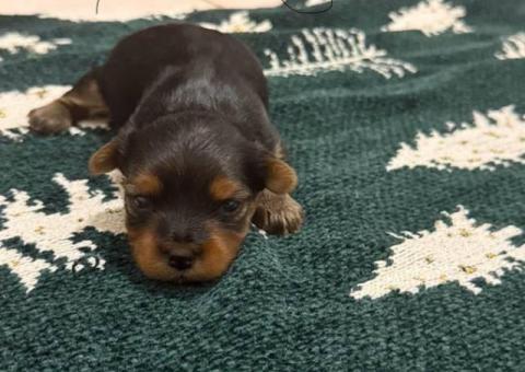 Purebred Yorkie puppies for sale