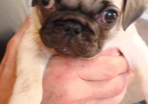 4 beautiful fawn Pug puppies for sale