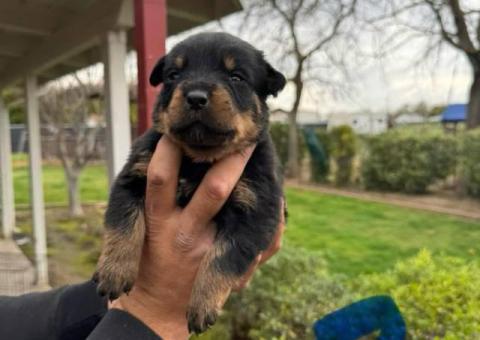 Unexpected Rottweiler puppies need a new home