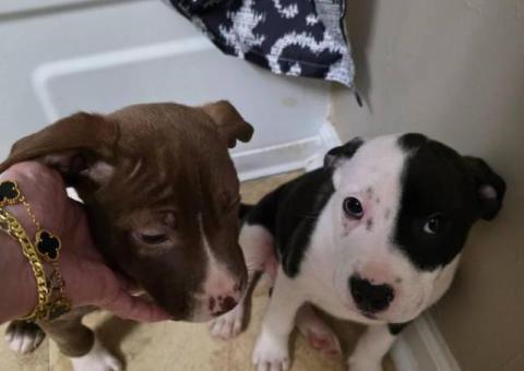 2 male Pit puppies very playful