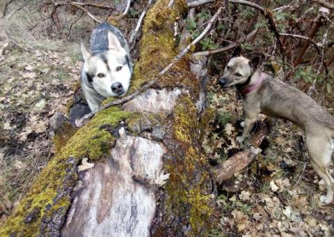 Tamasky Puppies (a new breed)