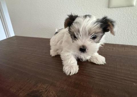 Parti Yorkshire Terrier puppy