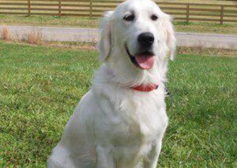 English Cream Golden Retrievers Puppies – TriStar Goldens Brings Joyful Companions