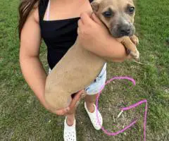 Healthy and weaned bully pups