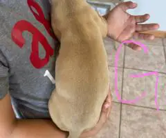 Healthy and weaned bully pups