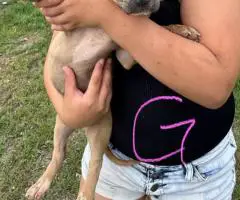 Healthy and weaned bully pups