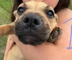 Healthy and weaned bully pups