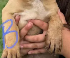 Healthy and weaned bully pups