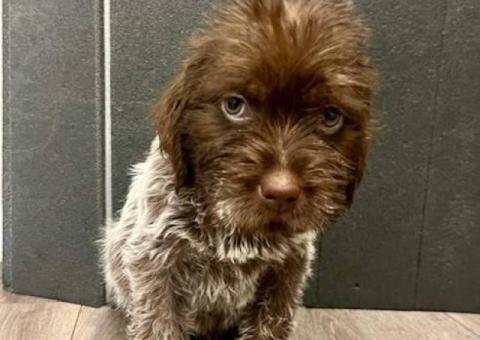 3 AKC Wirehaired Pointing Griffon Puppies for Sale