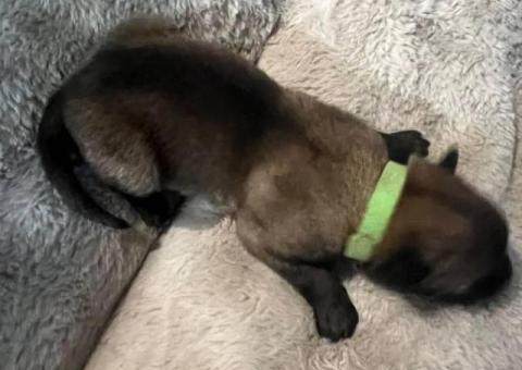 AKC registered Belgian Malinois puppies for Sale