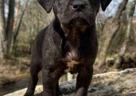 3 female puppies available