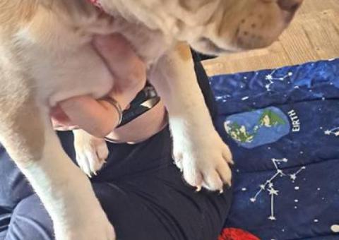 8 weeks old American bully puppies