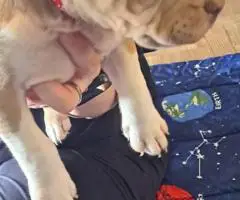 8 weeks old American bully puppies