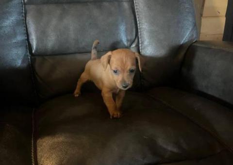 4 Winnie dog puppies for sale