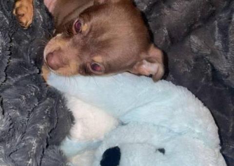Brown and grey Chiweenie puppies