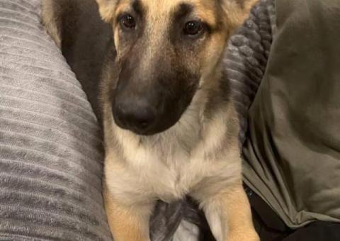 German Shepherd female puppies