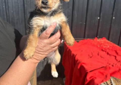 5 Chihuahua/Yorkie mix puppies for sale