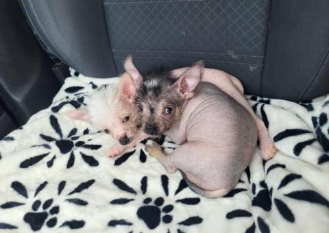 2 male hairless puppies for sale