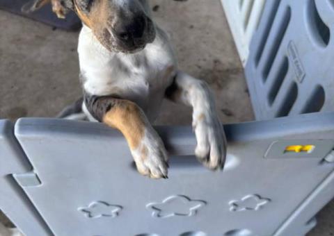 2 cute 12-week-old Catahoula puppies for sale