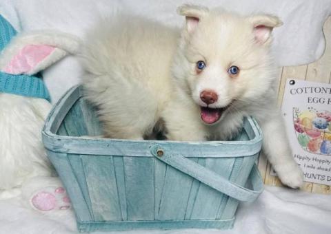 F2 White Pomsky puppies for sale