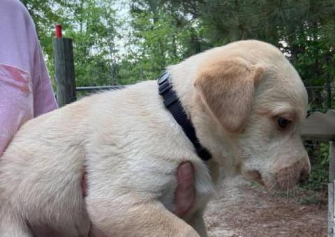 Registered Labrador puppies