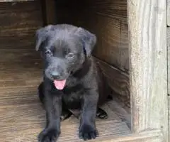 Registered Labrador puppies
