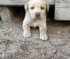 Registered Labrador puppies