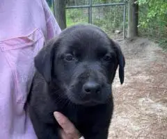Registered Labrador puppies