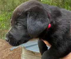 Registered Labrador puppies
