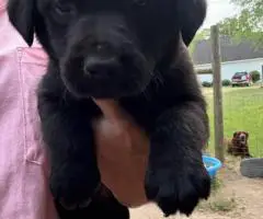 Registered Labrador puppies