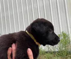 Registered Labrador puppies
