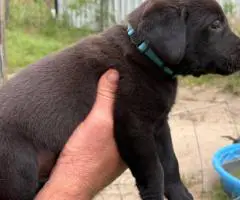 Registered Labrador puppies