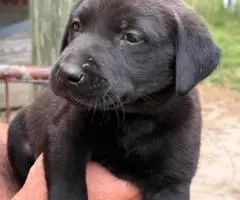 Registered Labrador puppies