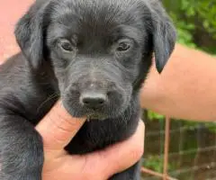 Registered Labrador puppies