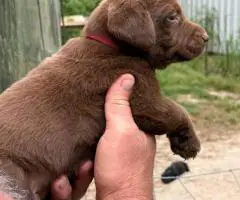 Registered Labrador puppies