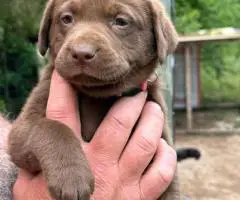 Registered Labrador puppies