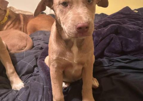3 Pitsky puppies for adoption