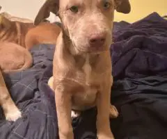 3 Pitsky puppies for adoption