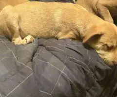 3 Pitsky puppies for adoption