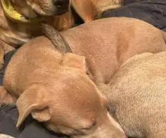 3 Pitsky puppies for adoption