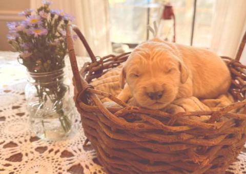 Cream Golden Retriever puppies