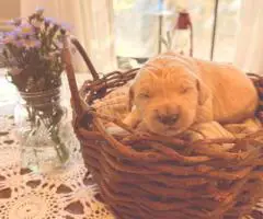 Cream Golden Retriever puppies