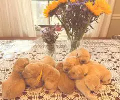 Cream Golden Retriever puppies