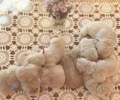 Cream Golden Retriever puppies