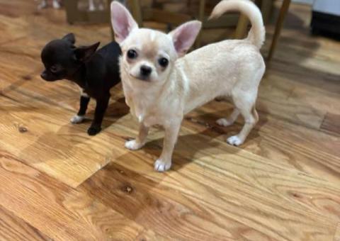 5 months old Chihuahua puppy for sale