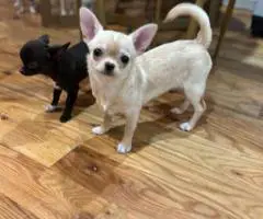 5 months old Chihuahua puppy for sale