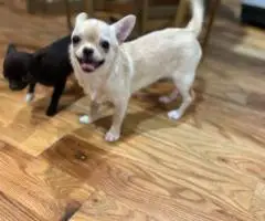 5 months old Chihuahua puppy for sale