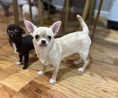 5 months old Chihuahua puppy for sale