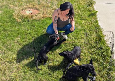 Solid black German Shepherd puppies for sale