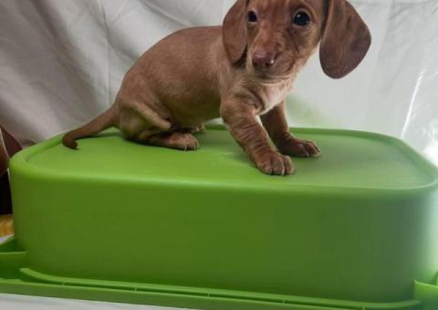 6 Dachshund puppies available